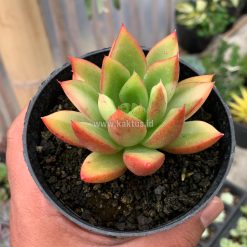 Alternative view of 894. Echeveria Agavoides Ron Evans Small Variegated Size 8 Cm