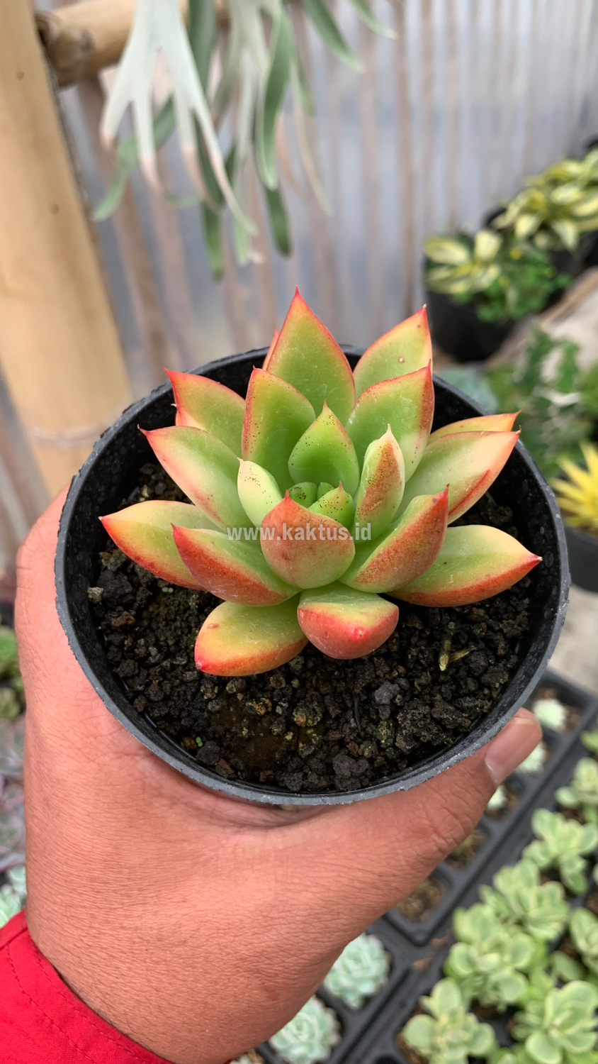 894. Echeveria Agavoides Ron Evans Small Variegated Size 8 Cm - Image 2