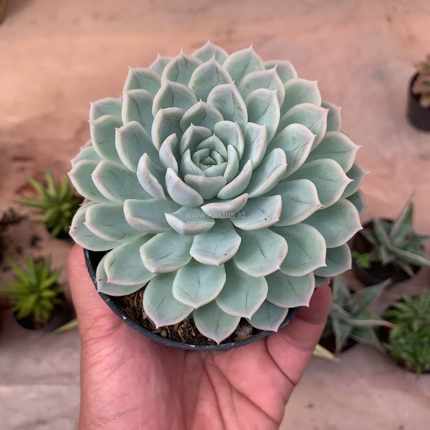 895. Echeveria Artic Ice - Image 11