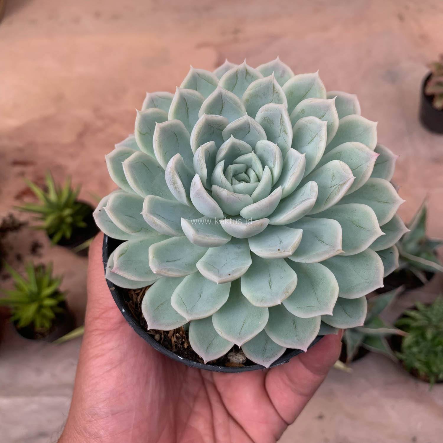 895. Echeveria Artic Ice - Image 12