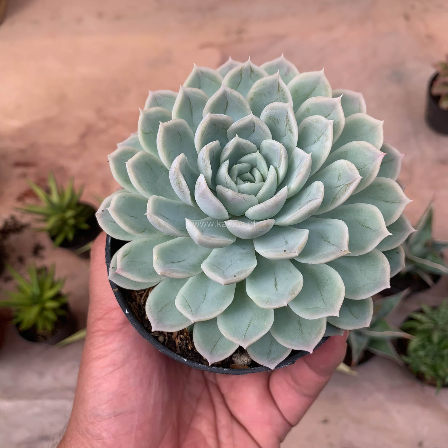 895. Echeveria Artic Ice - Image 13