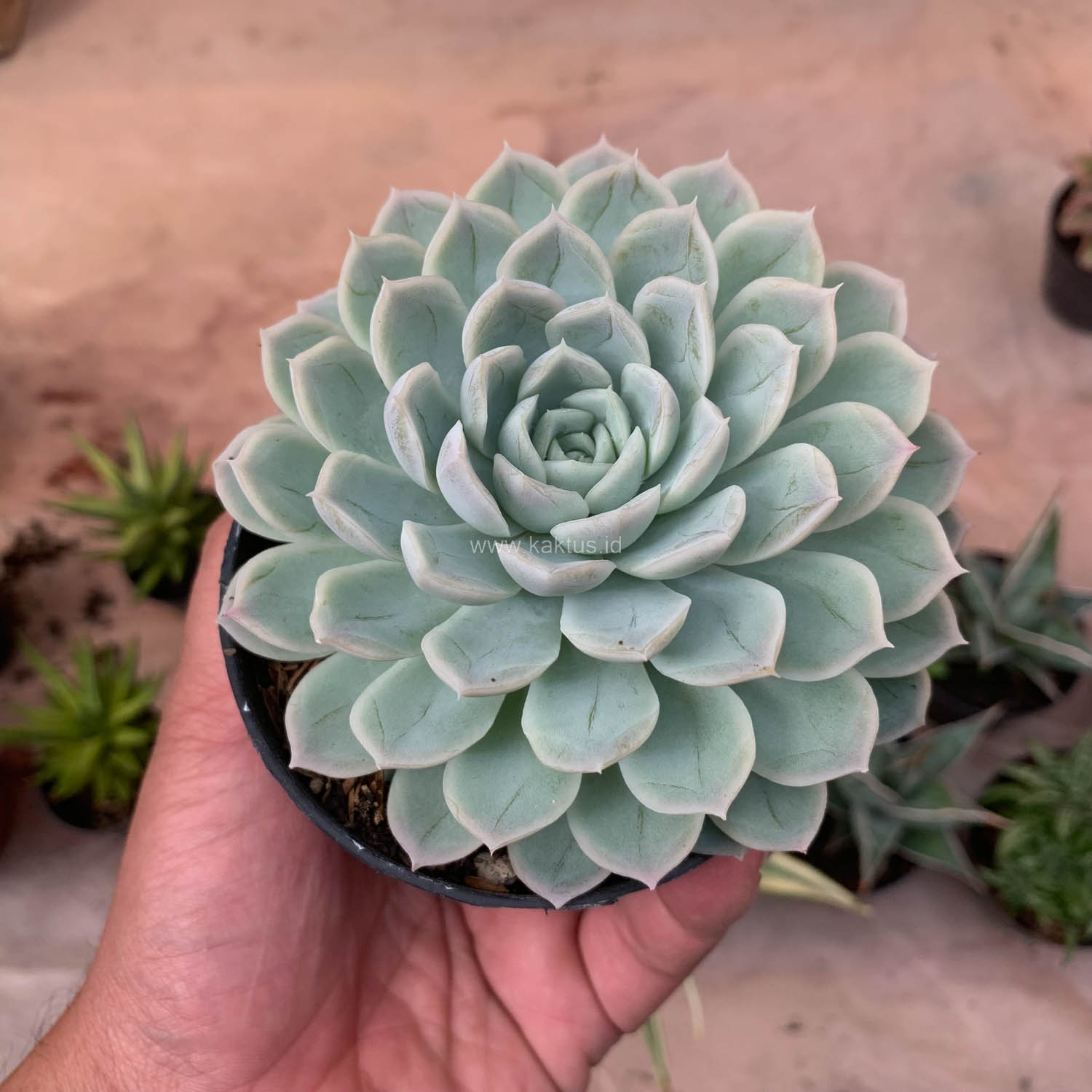 895. Echeveria Artic Ice - Image 14