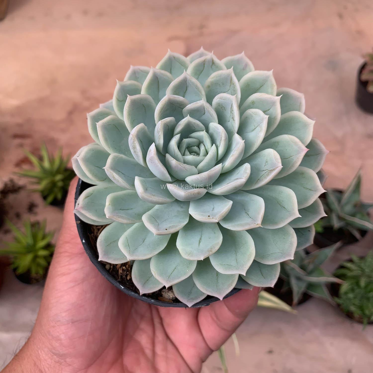895. Echeveria Artic Ice - Image 15