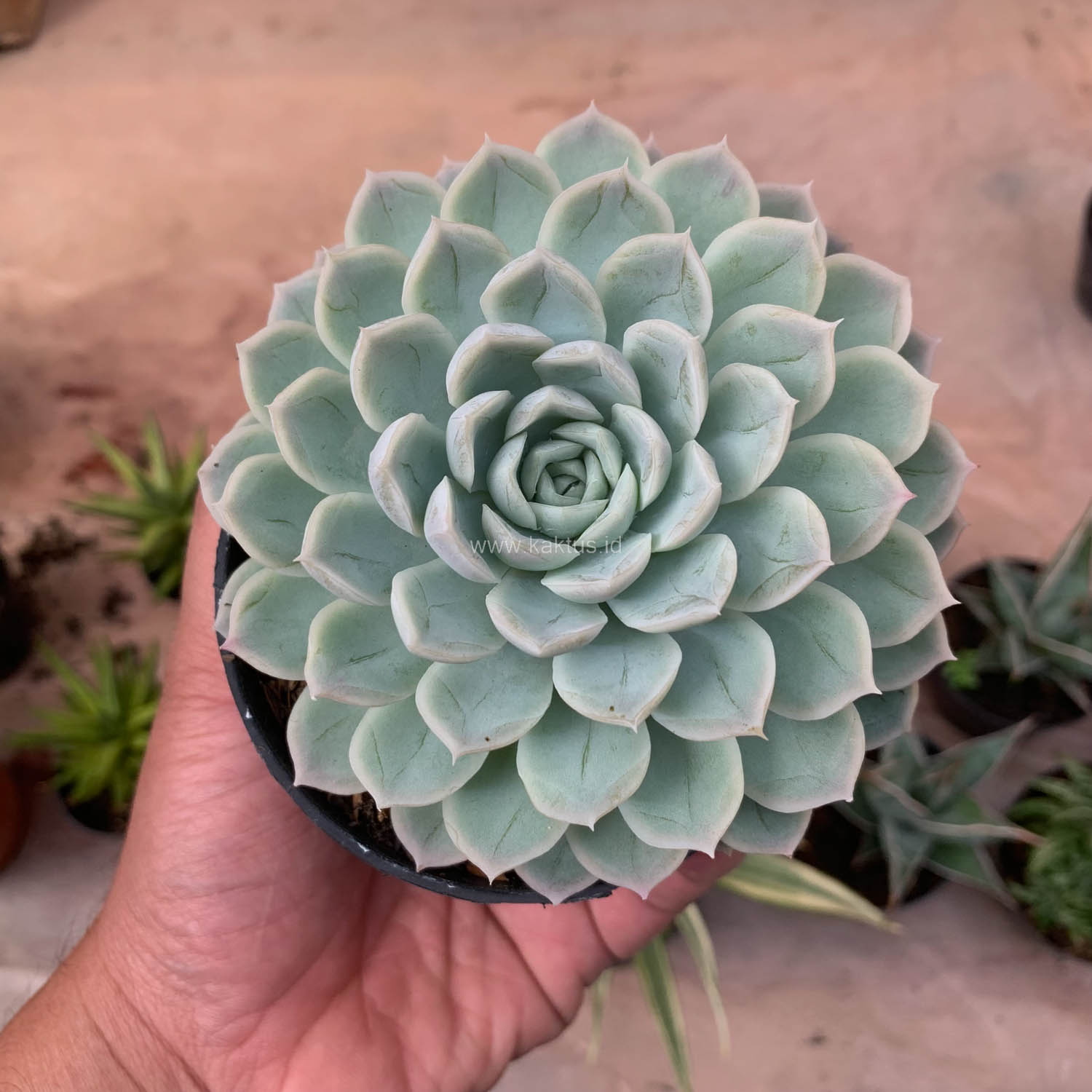 895. Echeveria Artic Ice - Image 16
