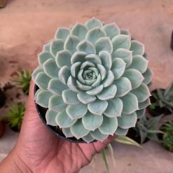 895. Echeveria Artic Ice