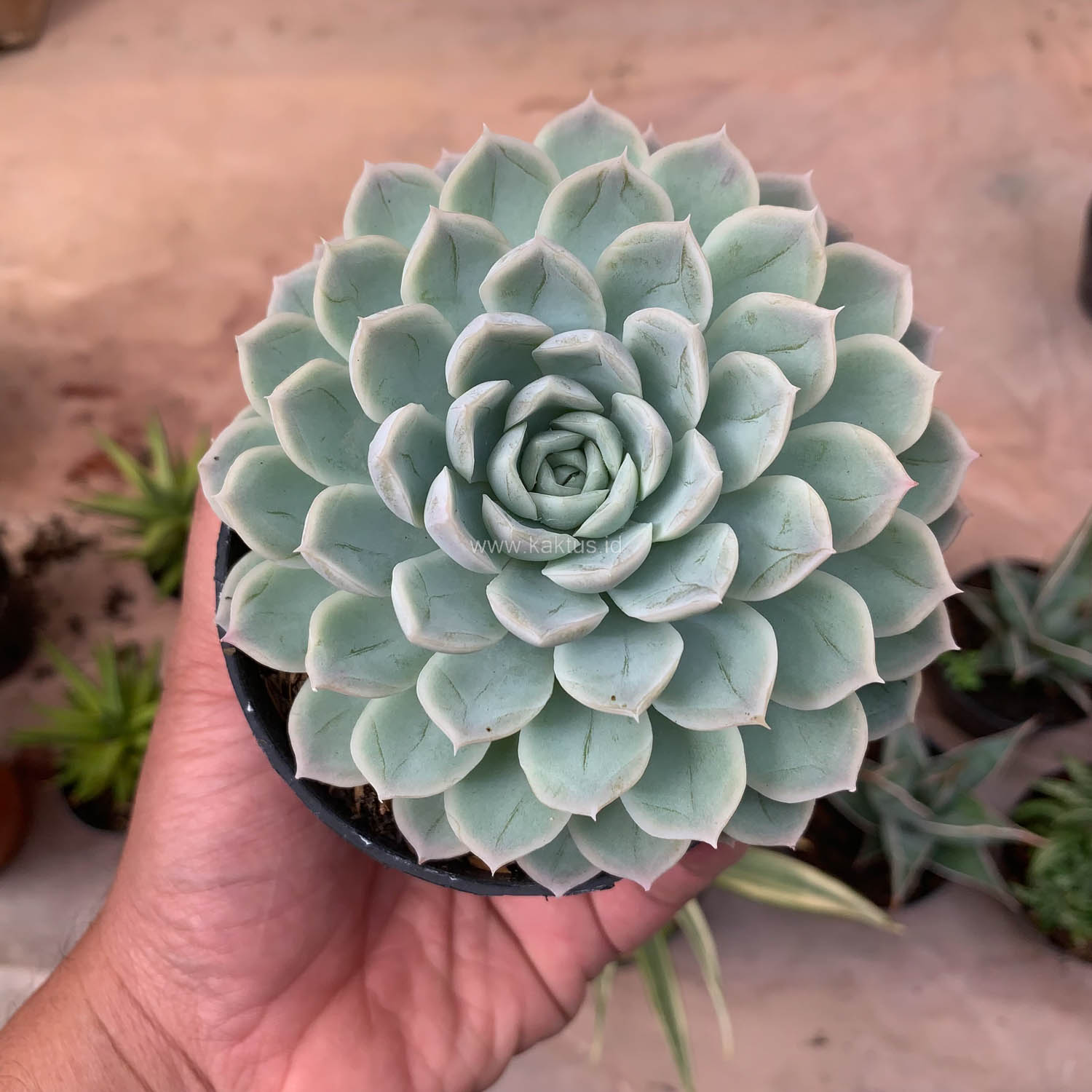 895. Echeveria Artic Ice - Image 17