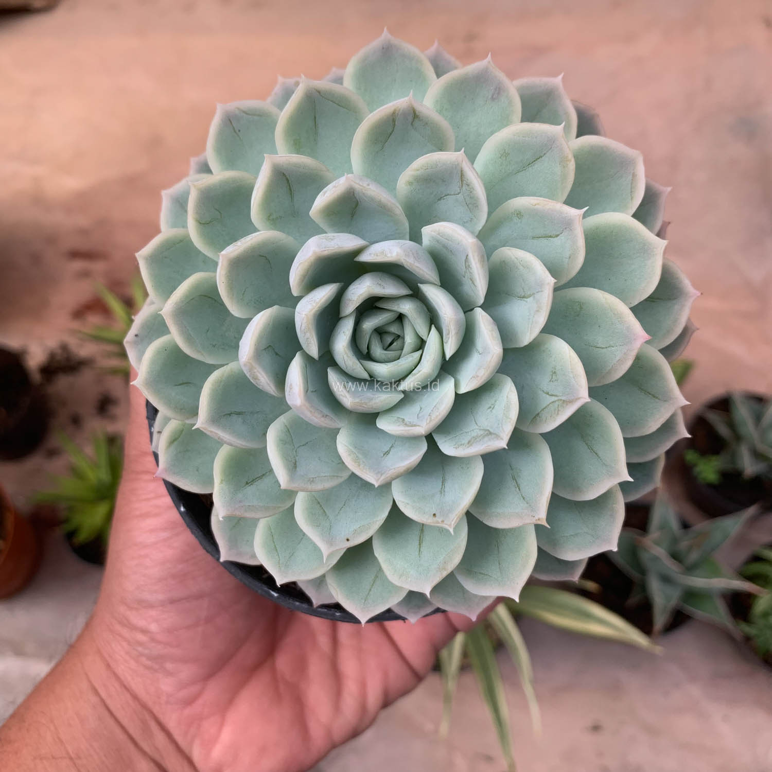 895. Echeveria Artic Ice - Image 18