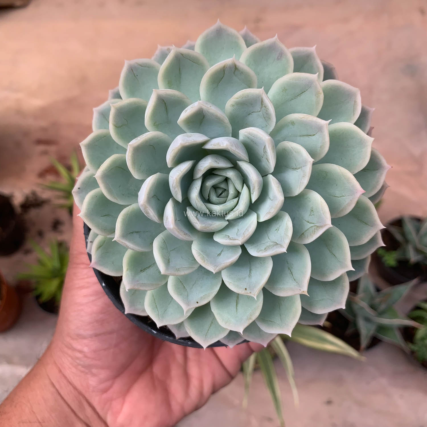 895. Echeveria Artic Ice - Image 19