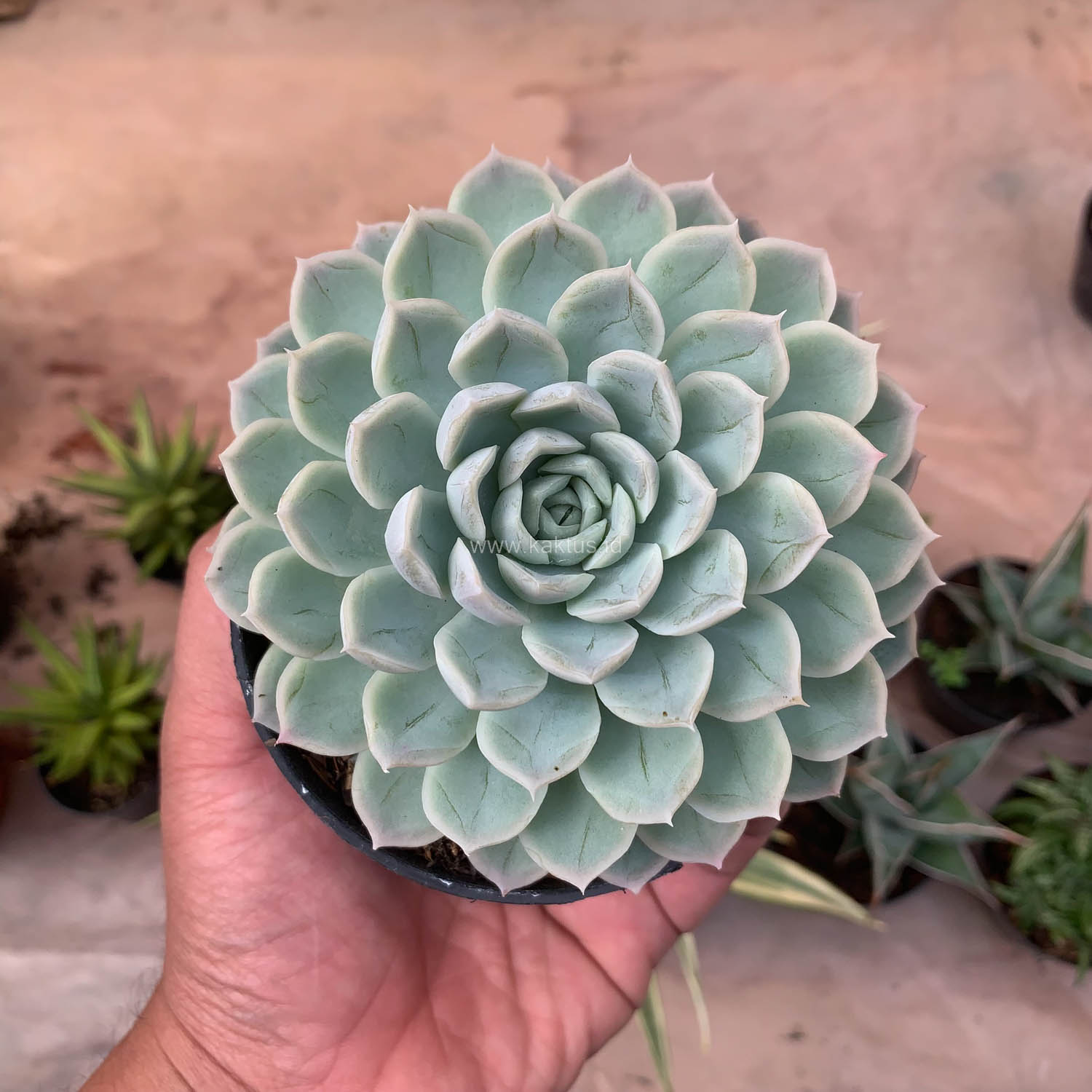 895. Echeveria Artic Ice - Image 3