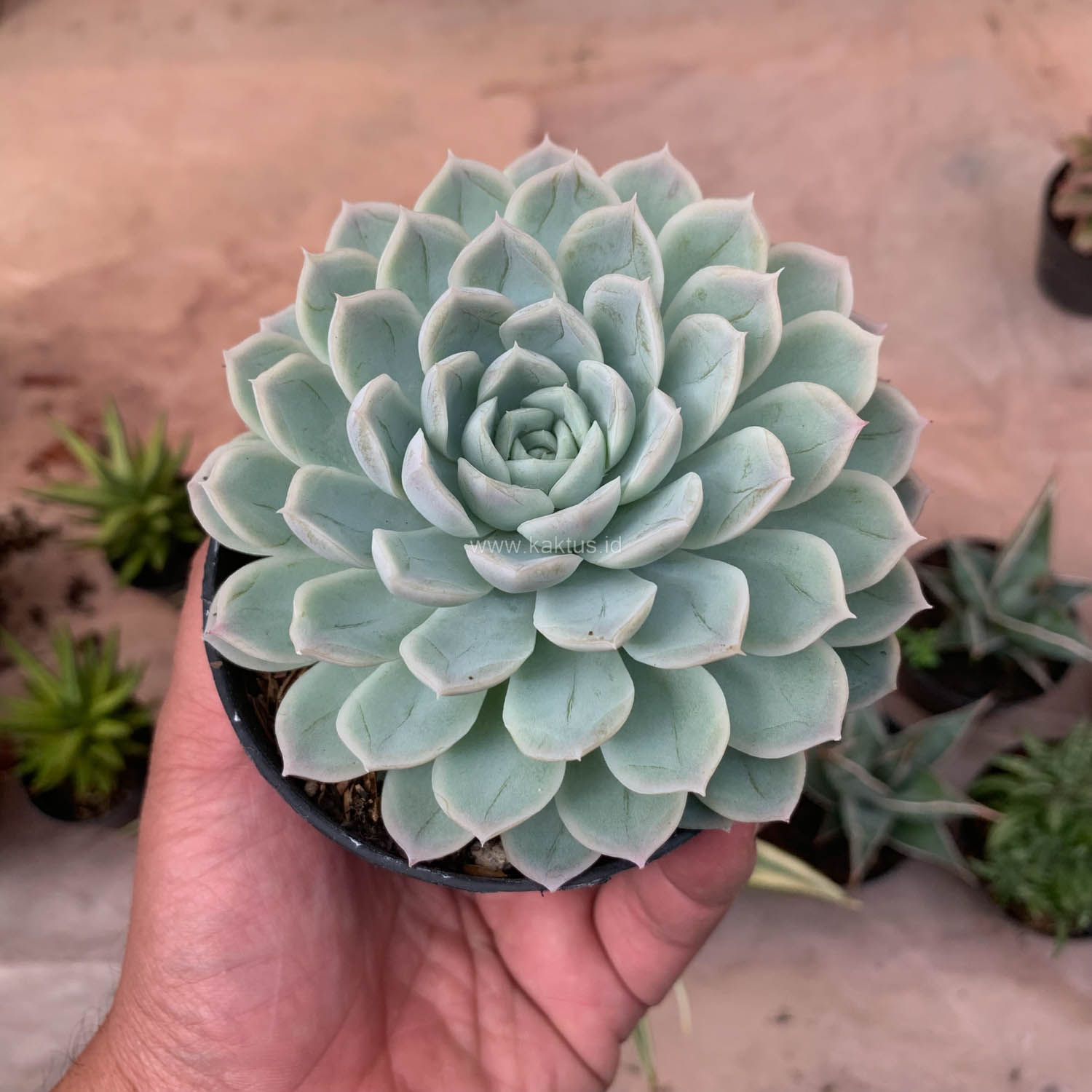 895. Echeveria Artic Ice - Image 4