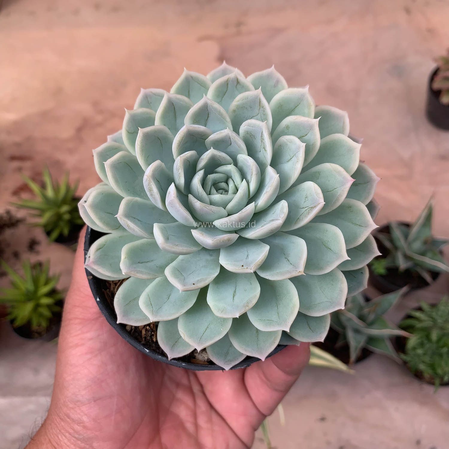 895. Echeveria Artic Ice - Image 5