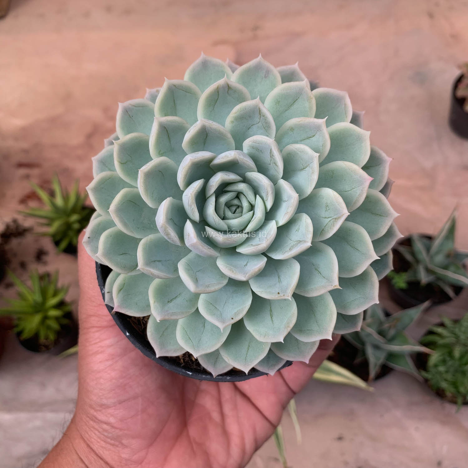 895. Echeveria Artic Ice - Image 6