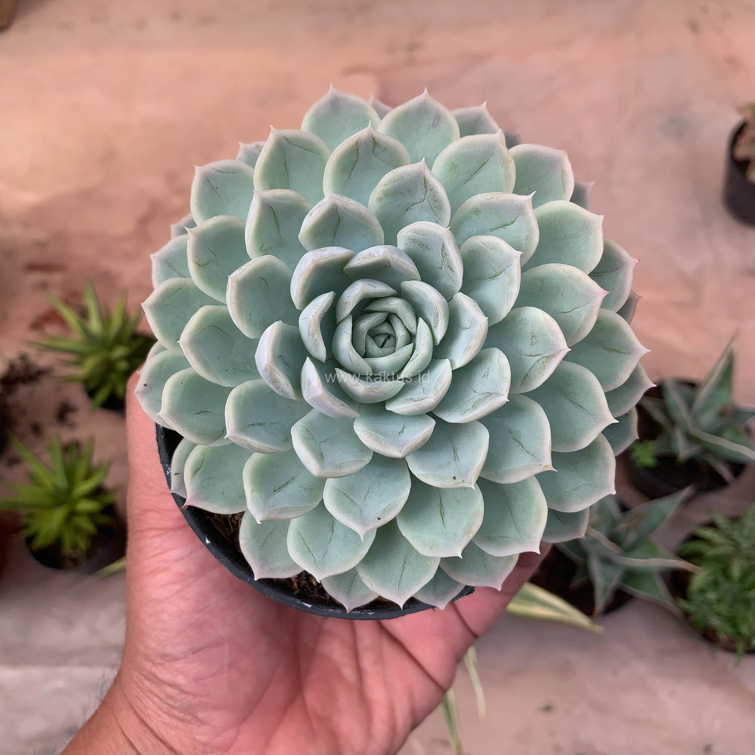 895. Echeveria Artic Ice - Image 7