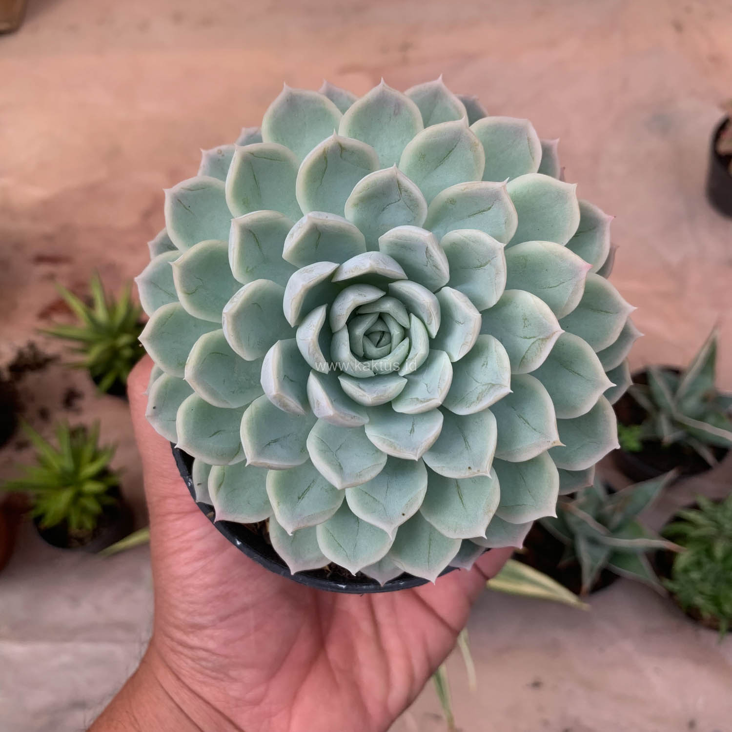 895. Echeveria Artic Ice - Image 8