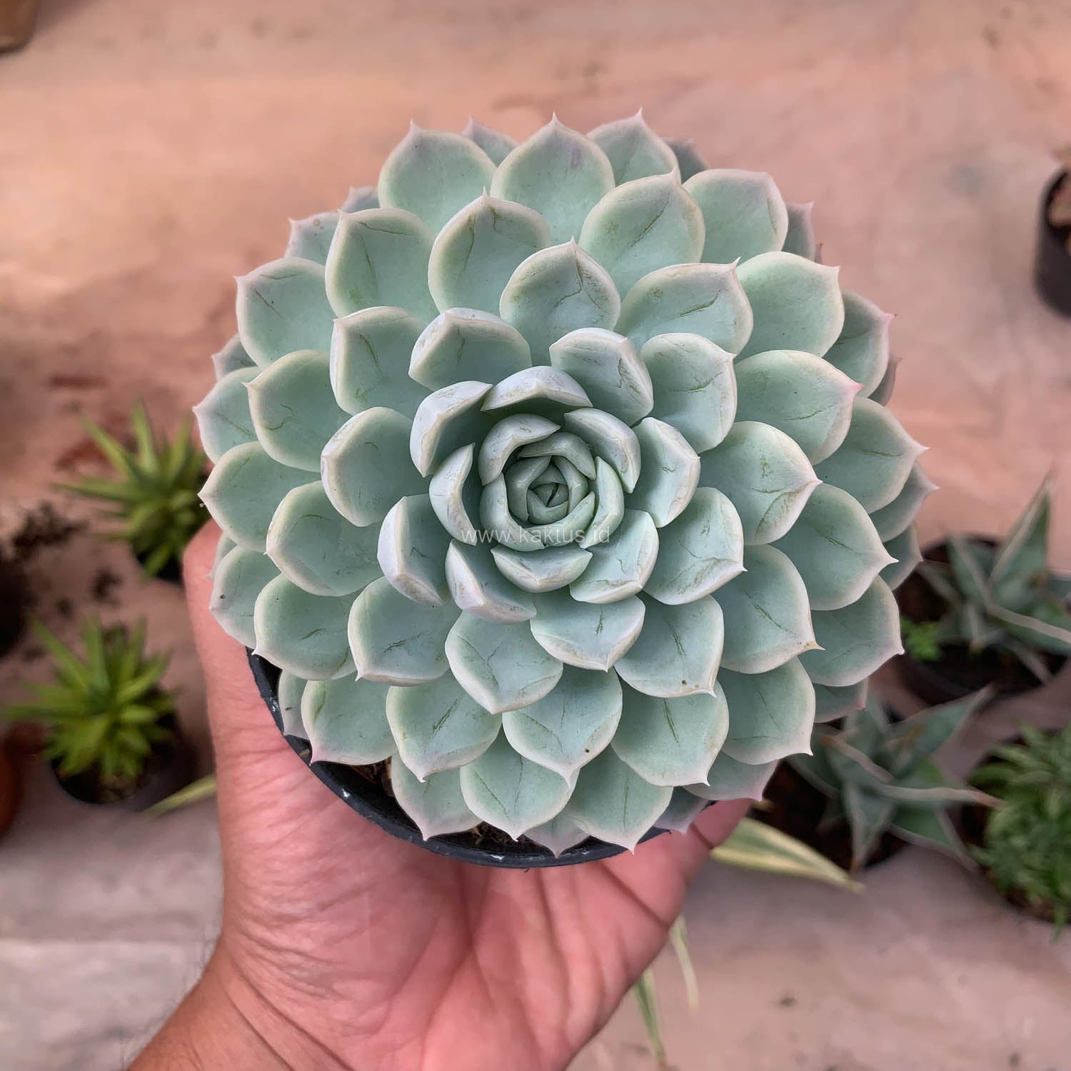 895. Echeveria Artic Ice - Image 9