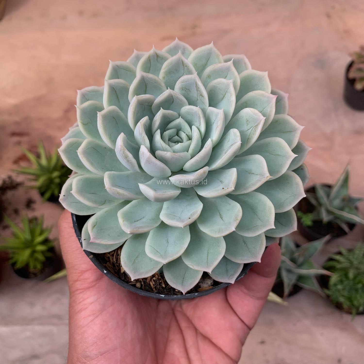 895. Echeveria Artic Ice - Image 10