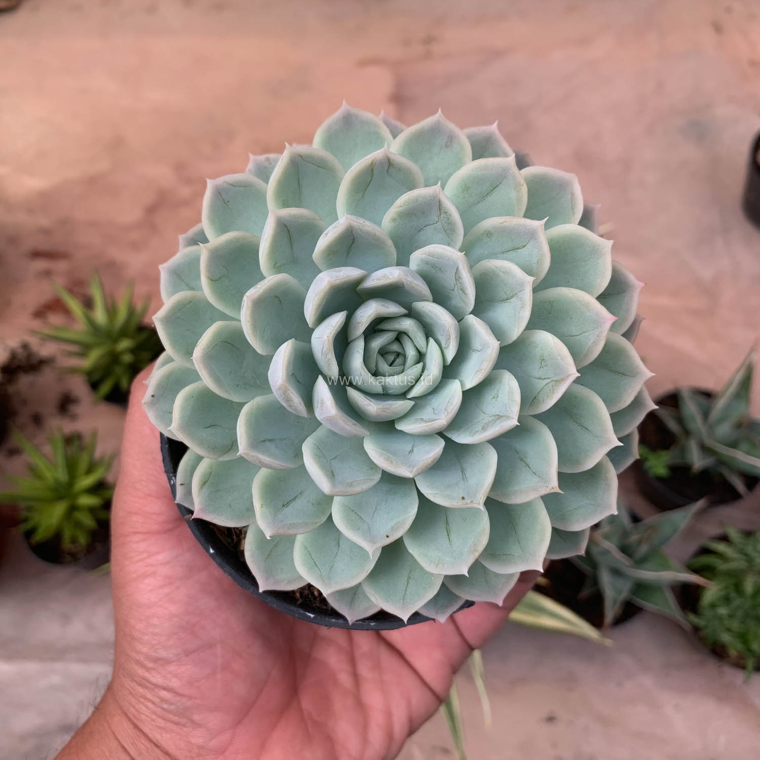 895. Echeveria Artic Ice - Image 2