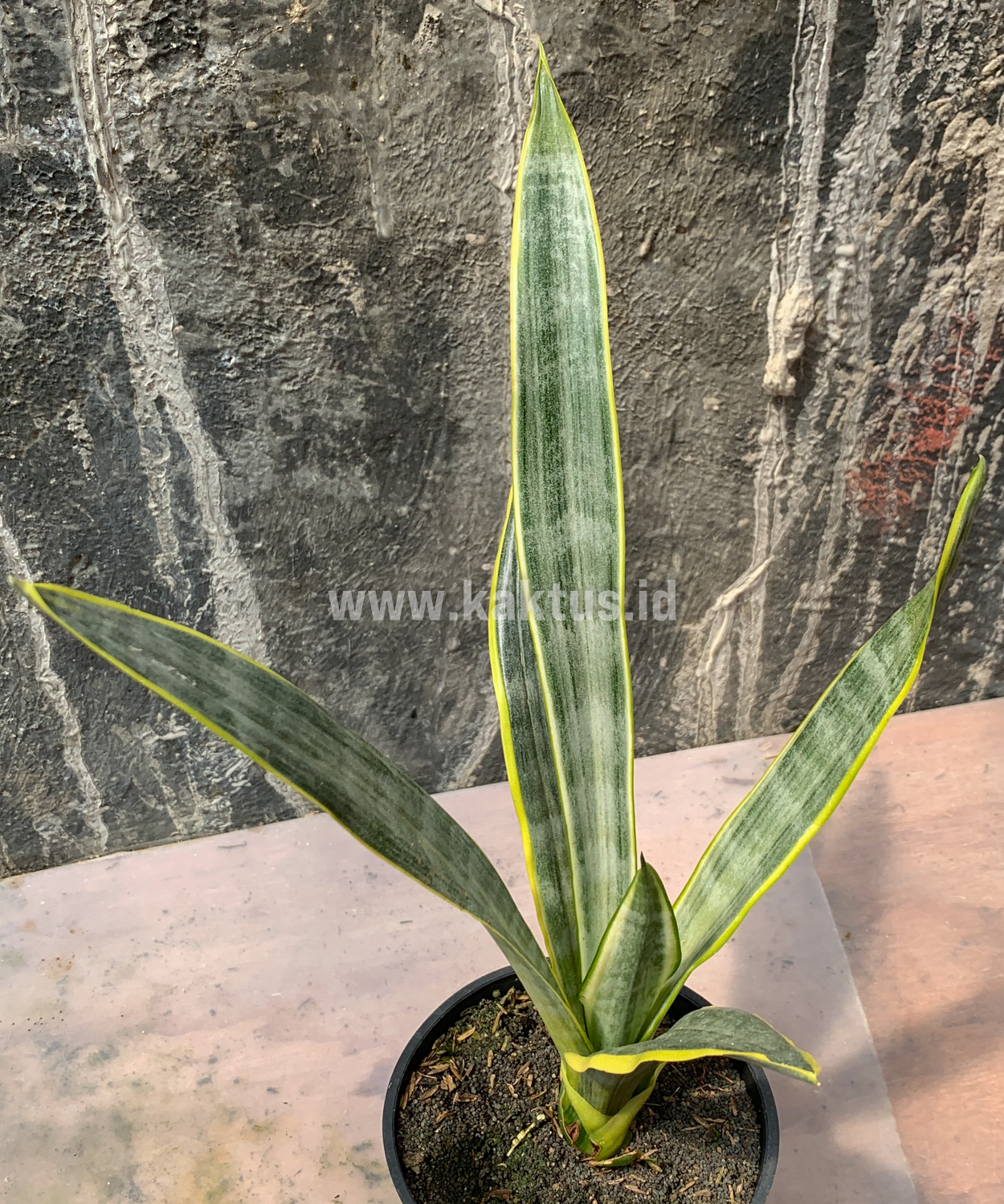896. Sansevieria Assalam - Image 2