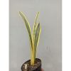 896. Sansevieria Assalam