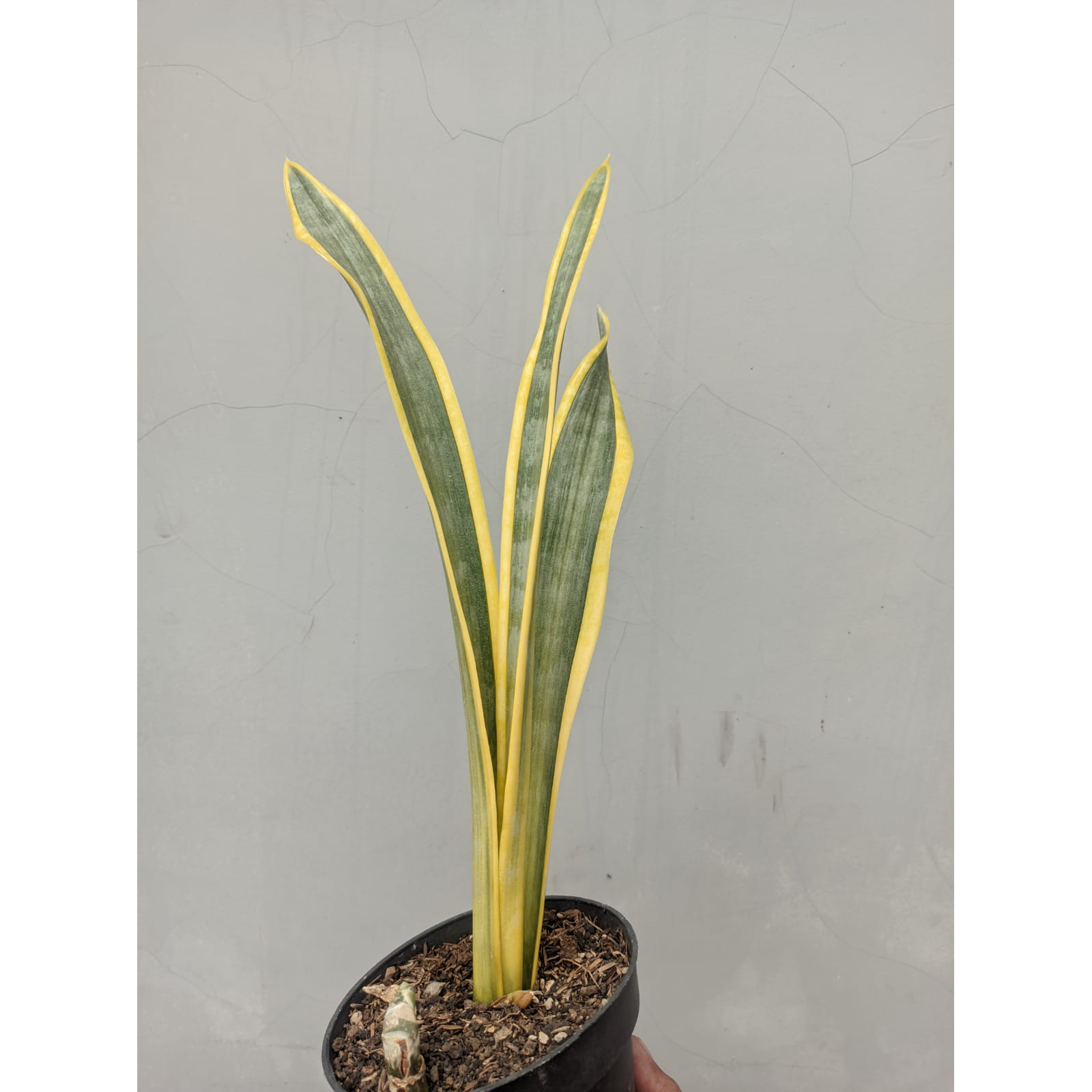 896. Sansevieria Assalam