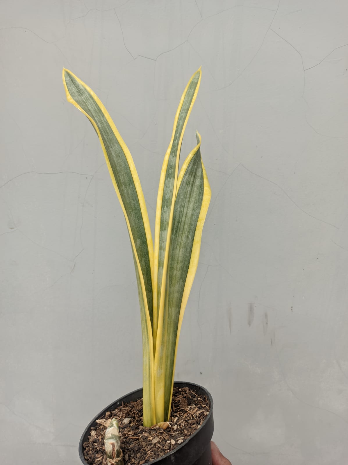 896. Sansevieria Assalam - Image 3