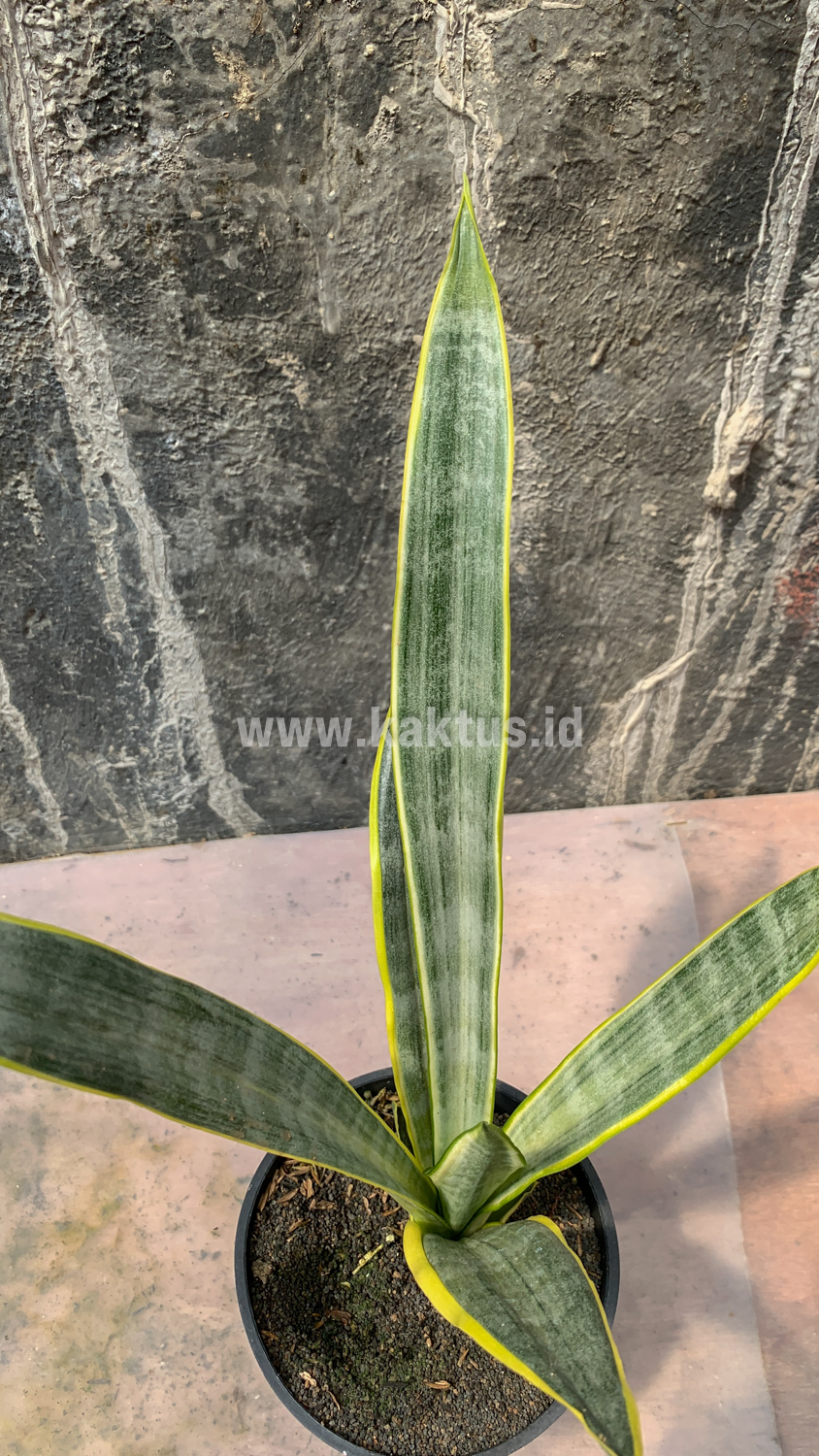 896. Sansevieria Assalam - Image 5