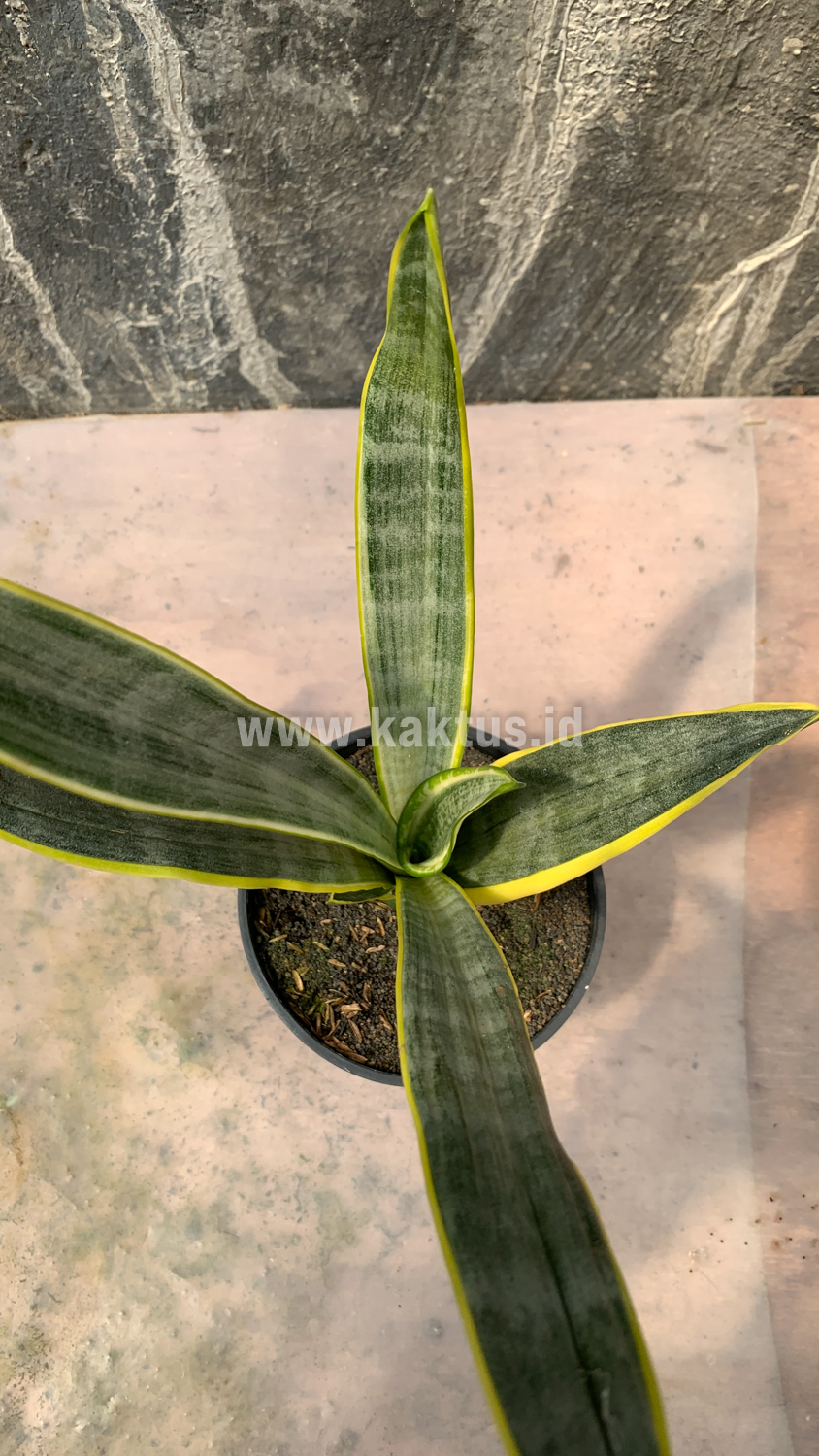 896. Sansevieria Assalam - Image 6