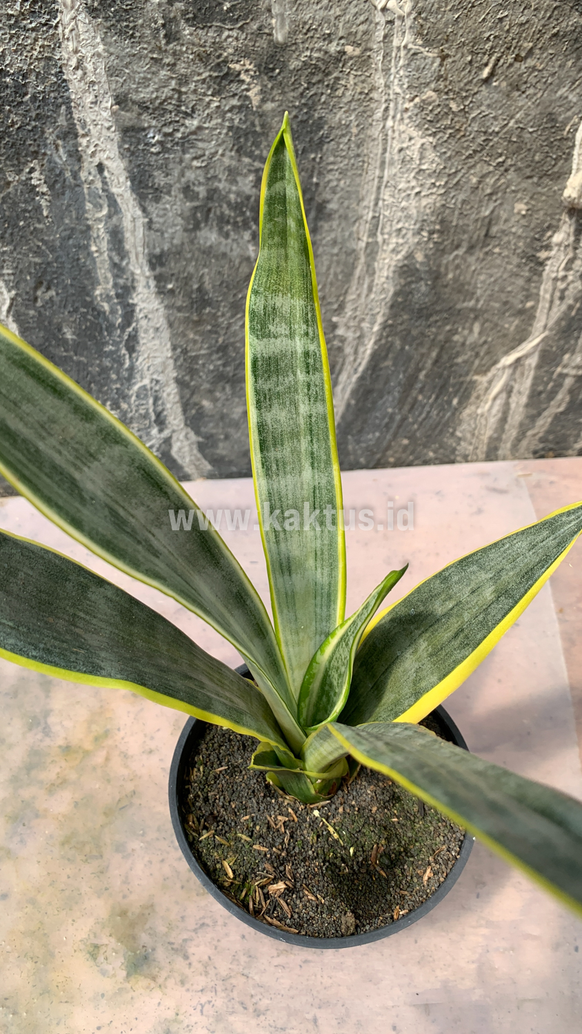 896. Sansevieria Assalam - Image 7