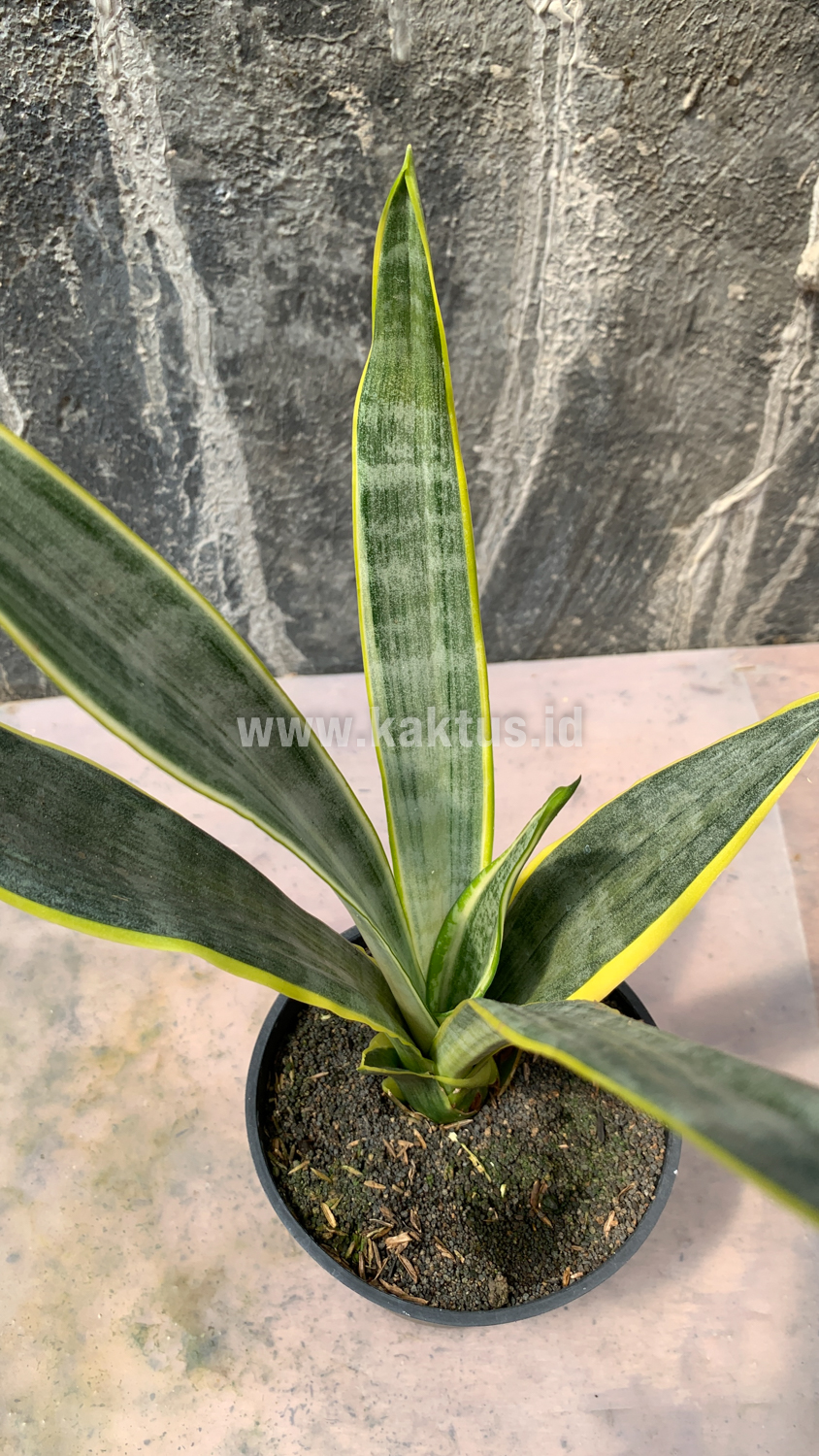 896. Sansevieria Assalam - Image 8
