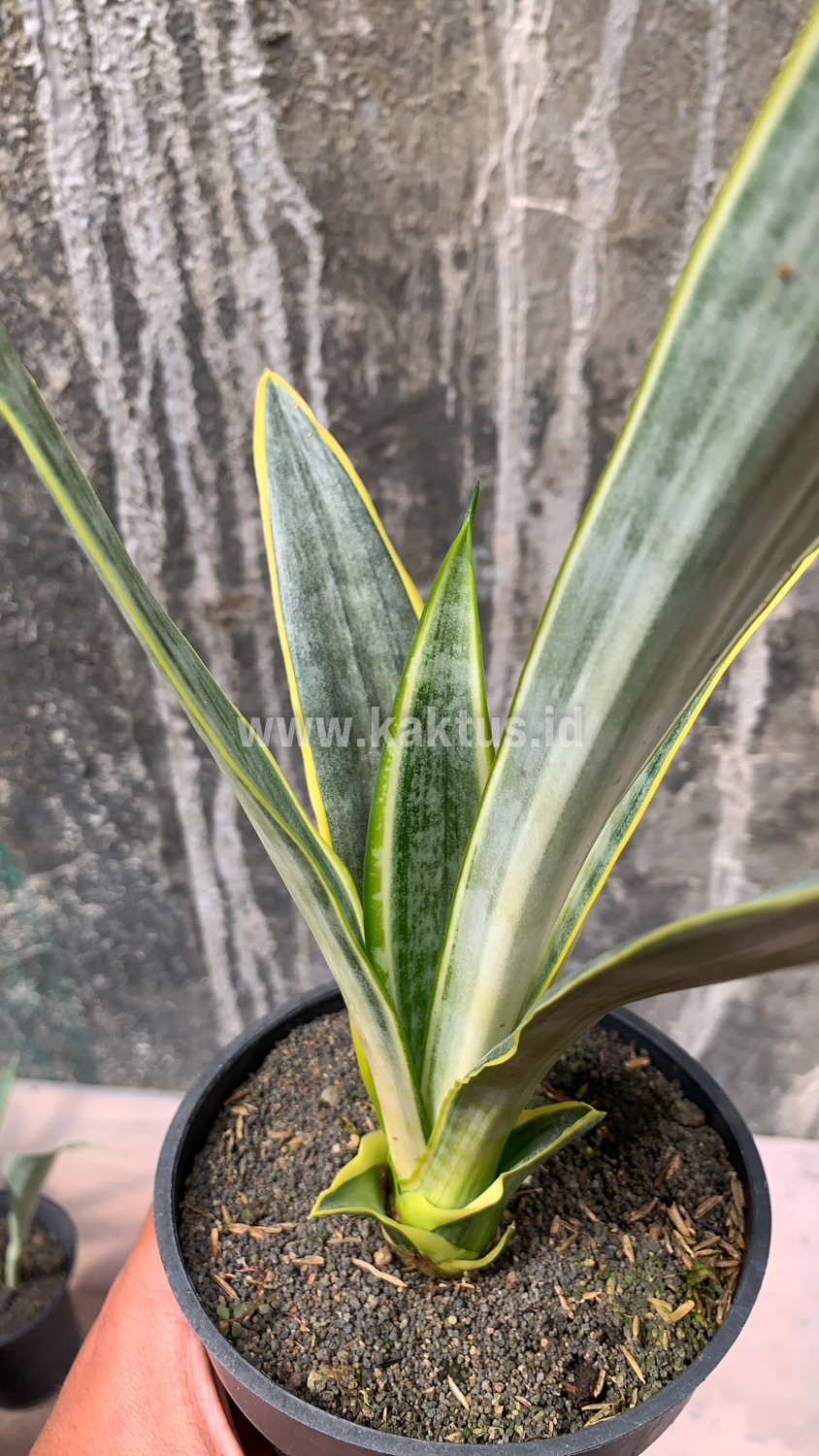 896. Sansevieria Assalam - Image 9