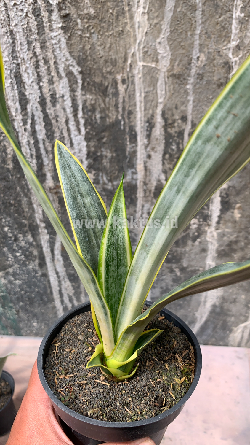 896. Sansevieria Assalam - Image 4