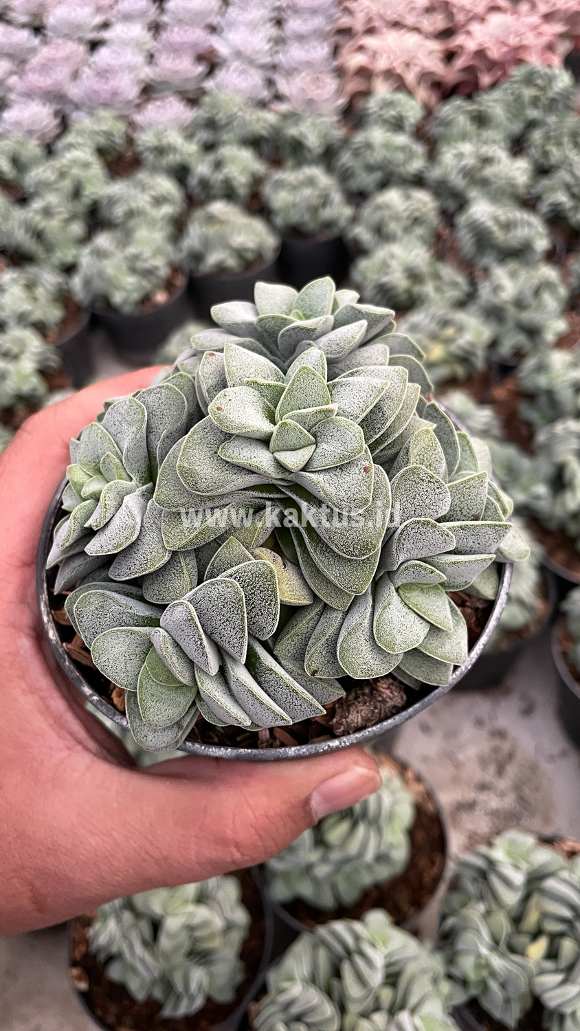 283. Crassula Morgans Beauty Cluster - Image 13