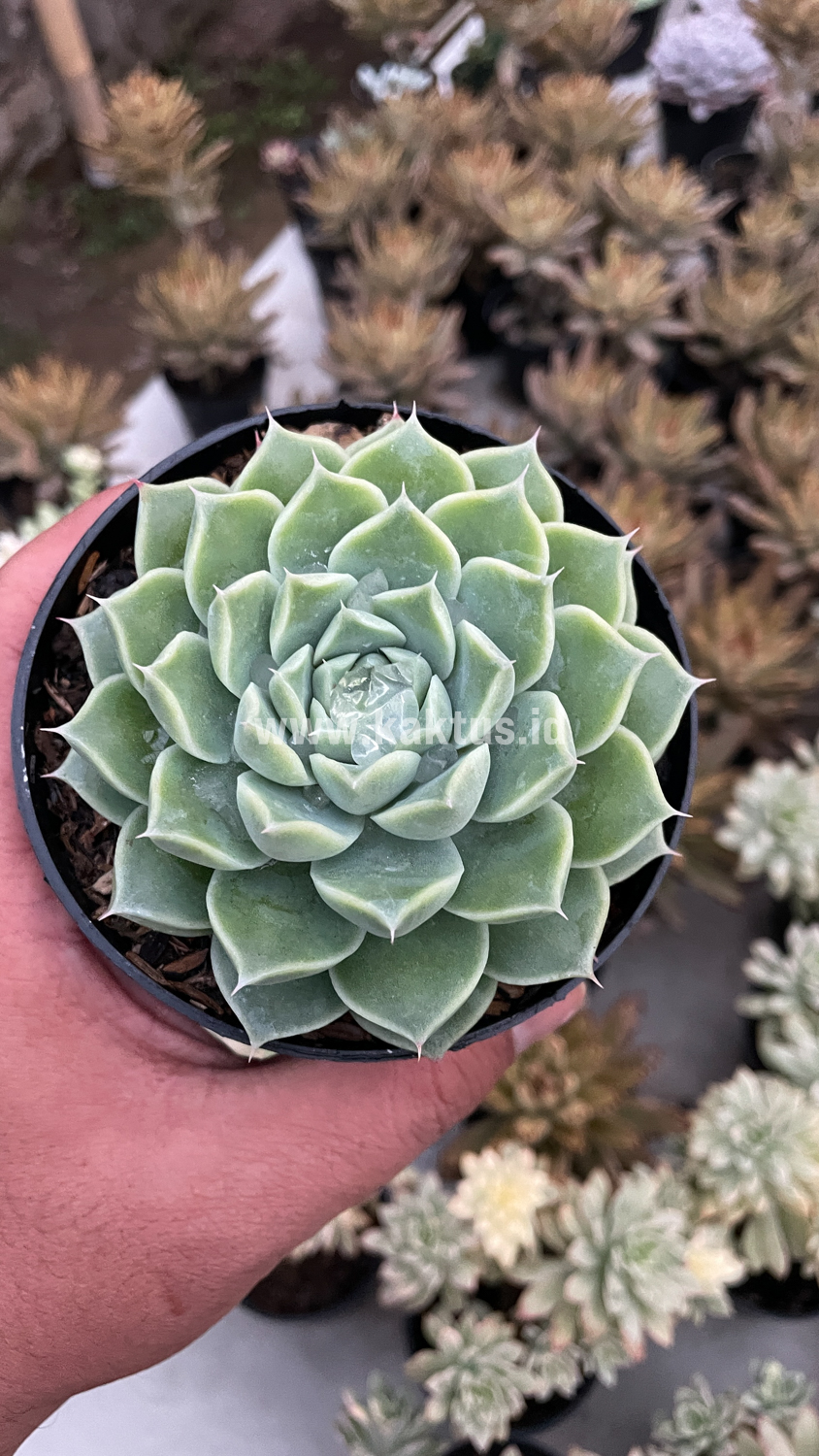 899. Echeveria Hyalina - Image 17