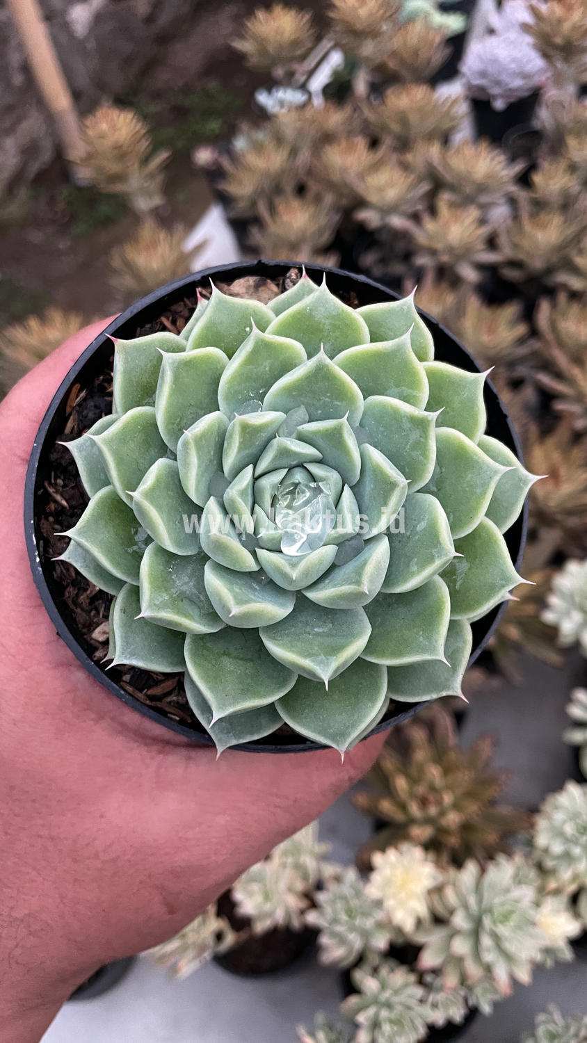 899. Echeveria Hyalina - Image 8