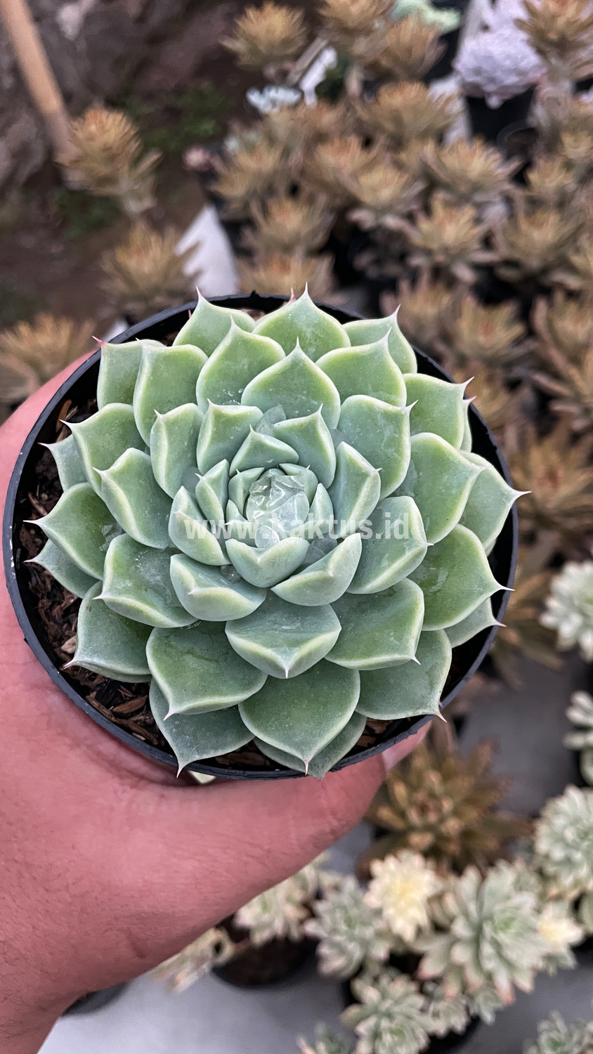 899. Echeveria Hyalina - Image 7