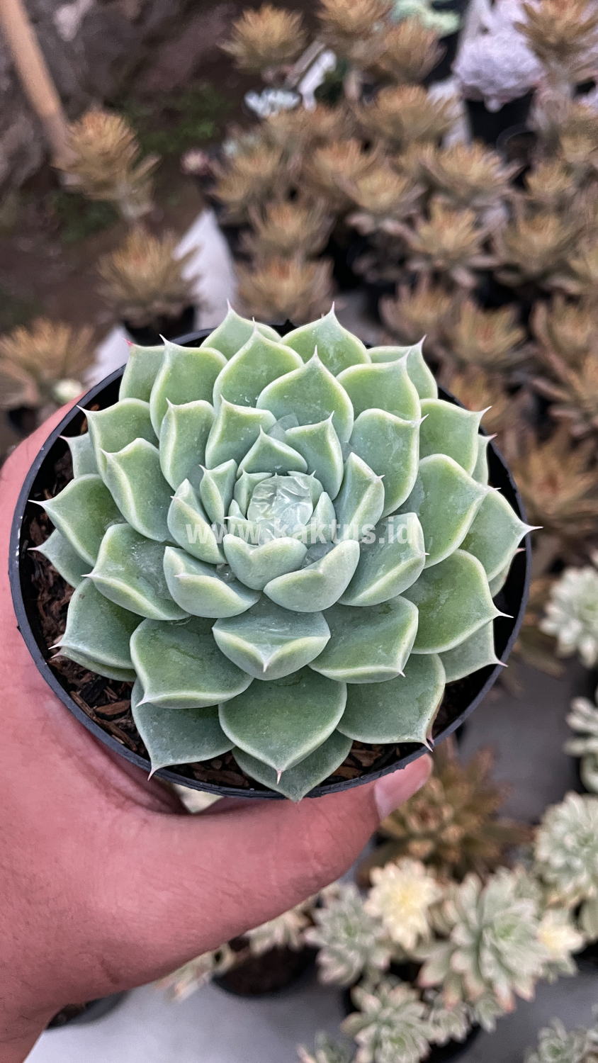 899. Echeveria Hyalina - Image 6