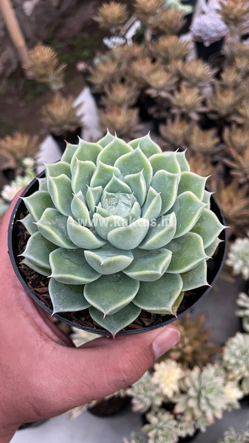 899. Echeveria Hyalina - Image 5