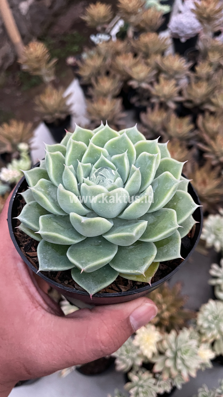 899. Echeveria Hyalina - Image 4