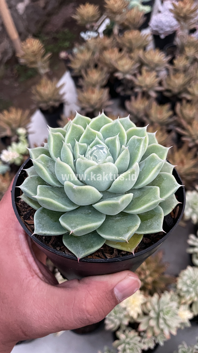 899. Echeveria Hyalina - Image 3