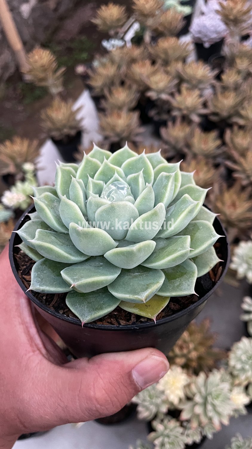 899. Echeveria Hyalina - Image 2