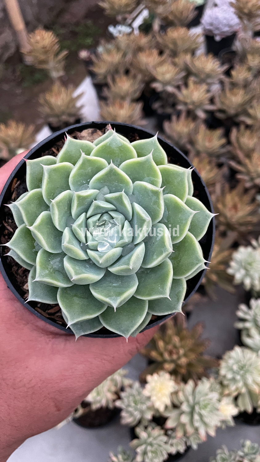 899. Echeveria Hyalina - Image 16
