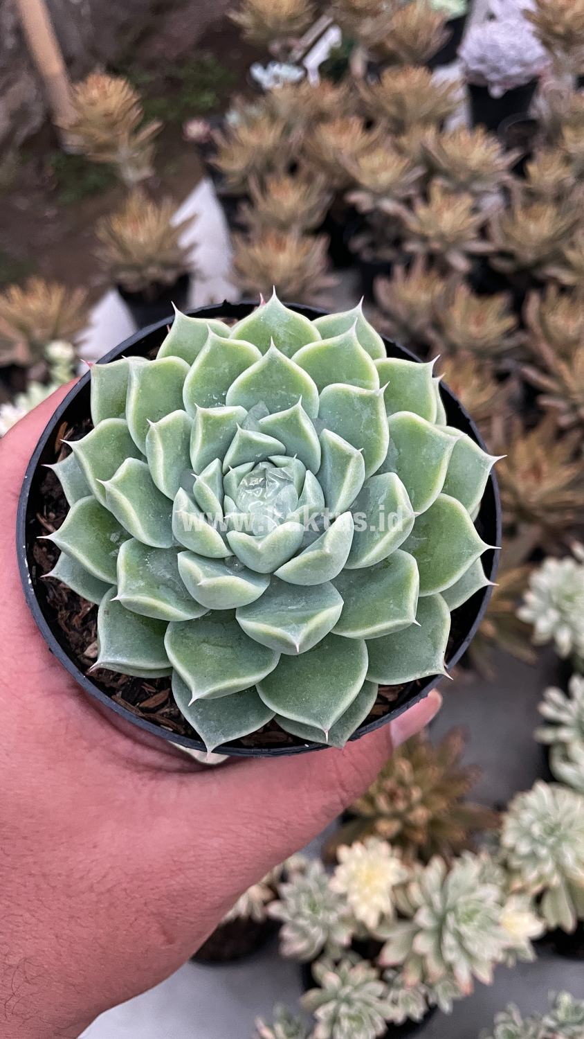 899. Echeveria Hyalina - Image 15
