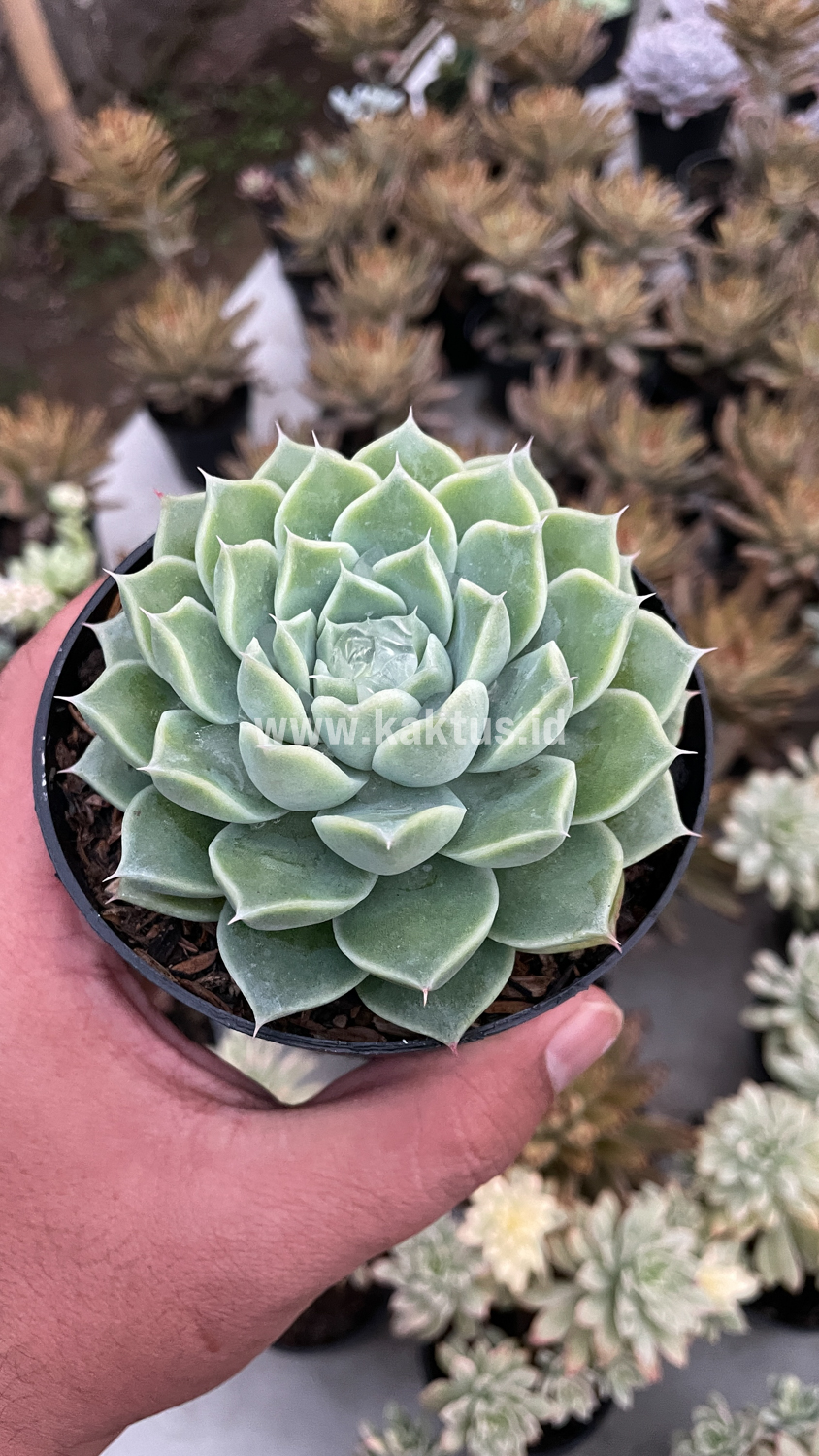 899. Echeveria Hyalina - Image 14
