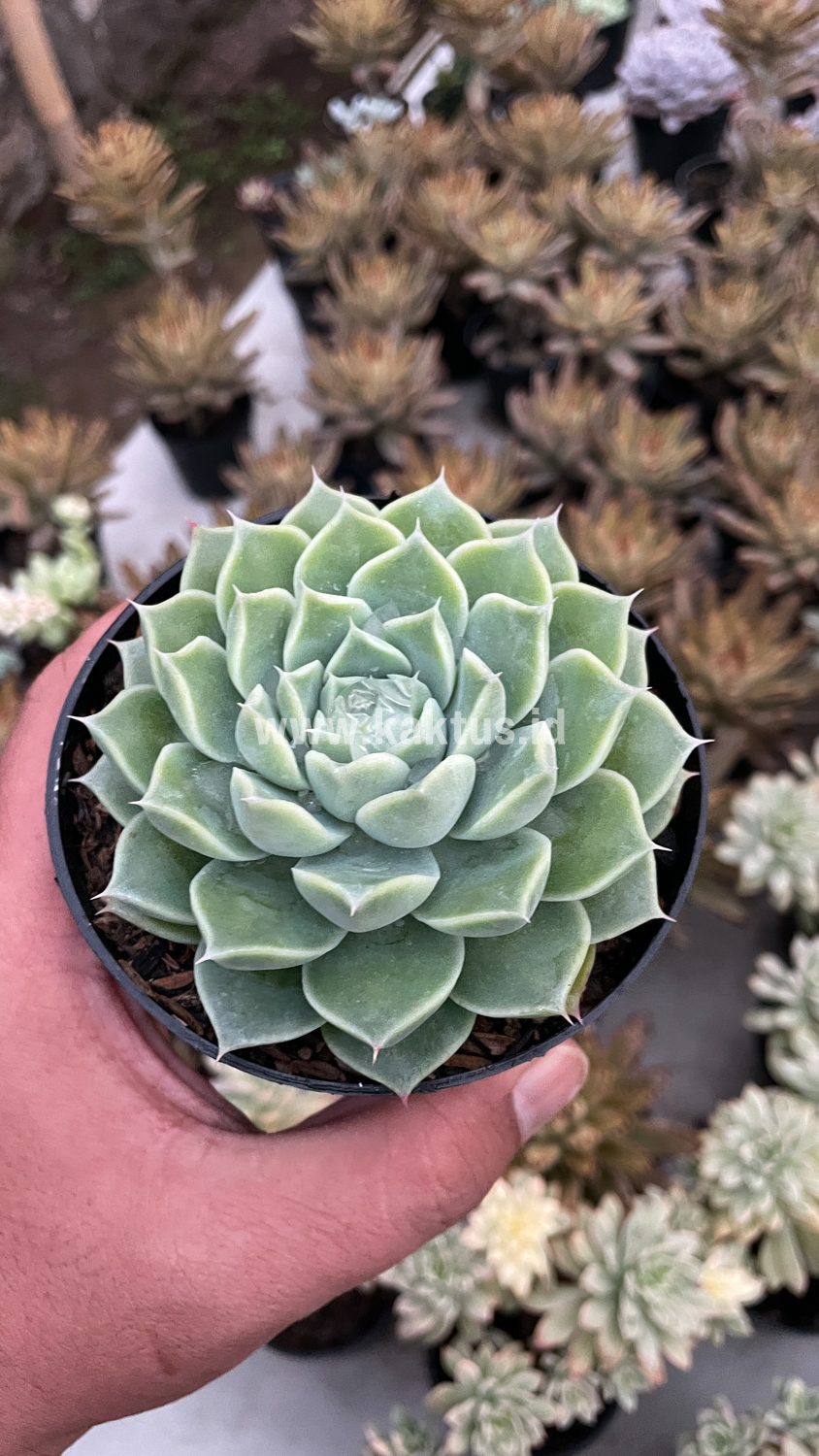 899. Echeveria Hyalina - Image 13
