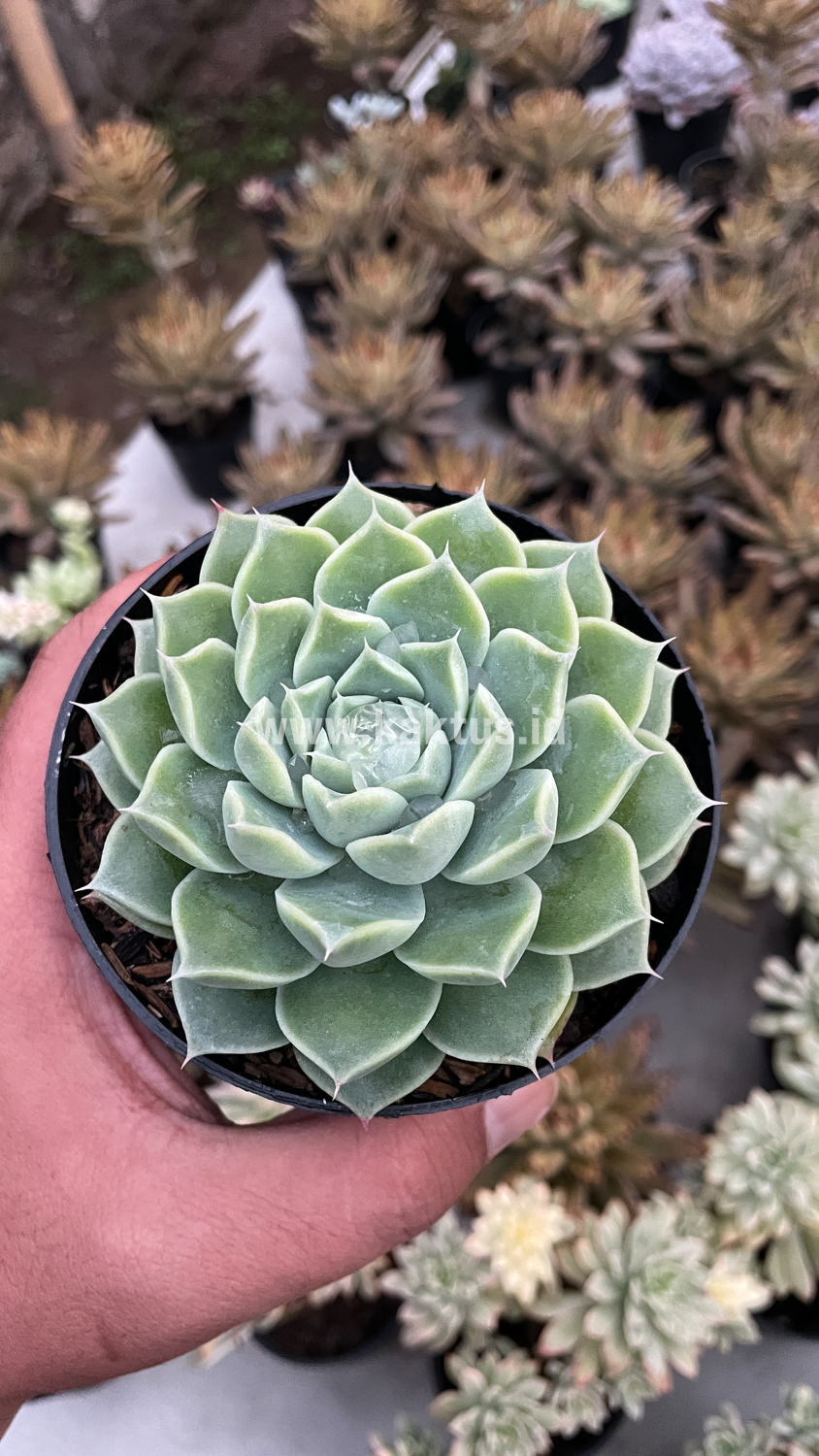 899. Echeveria Hyalina - Image 12