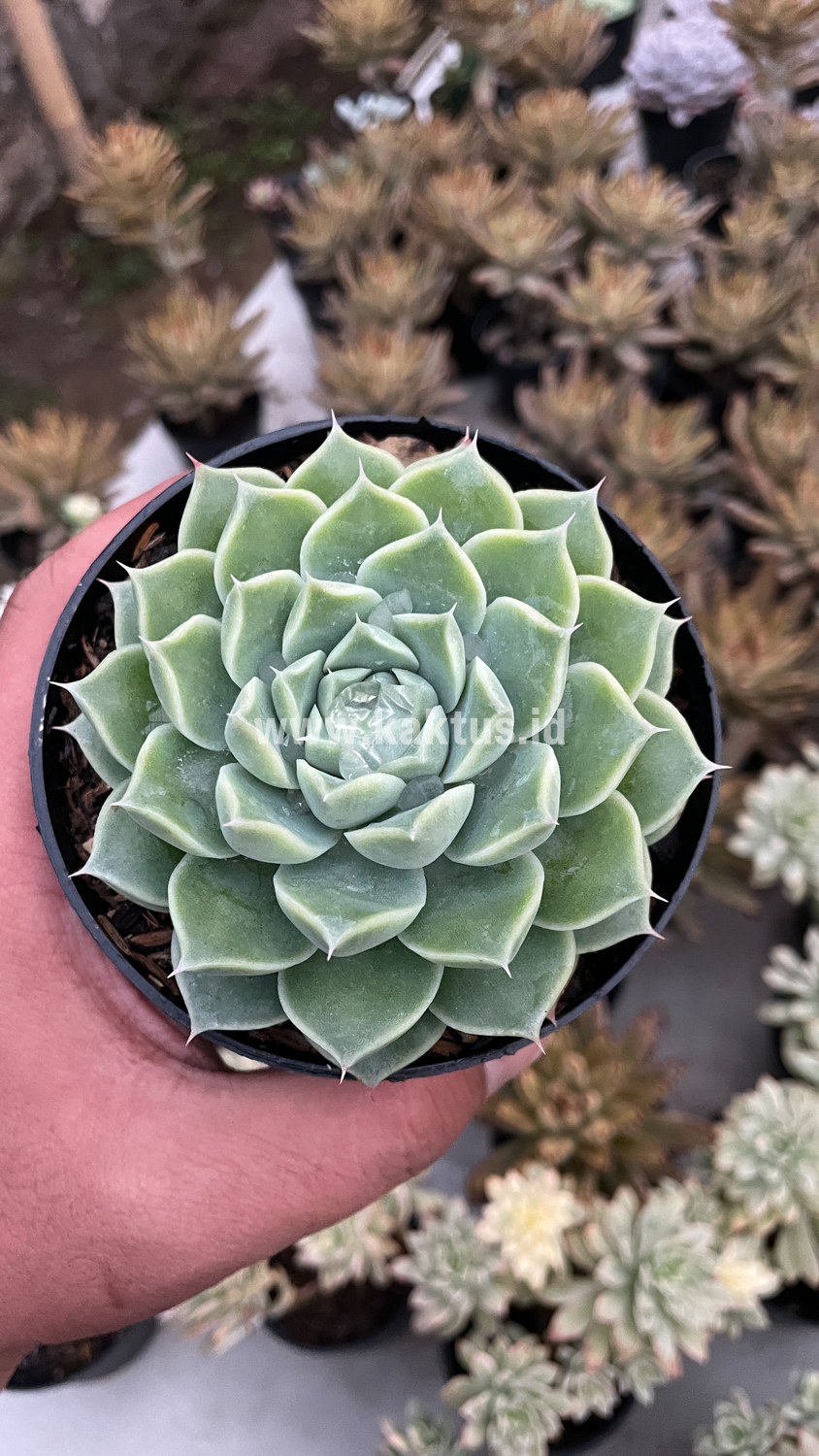 899. Echeveria Hyalina - Image 11