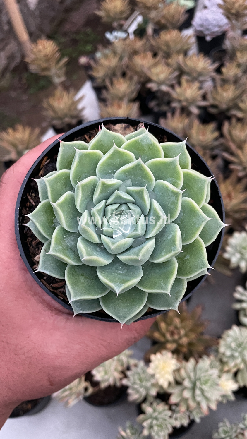 899. Echeveria Hyalina - Image 10