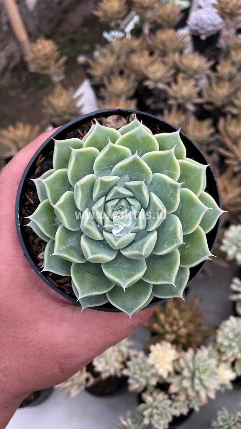 899. Echeveria Hyalina - Image 9