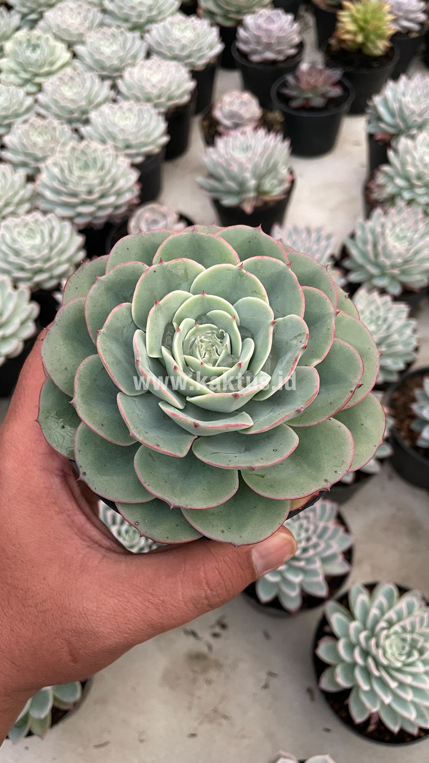 900. Echeveria Imbricata - Image 19