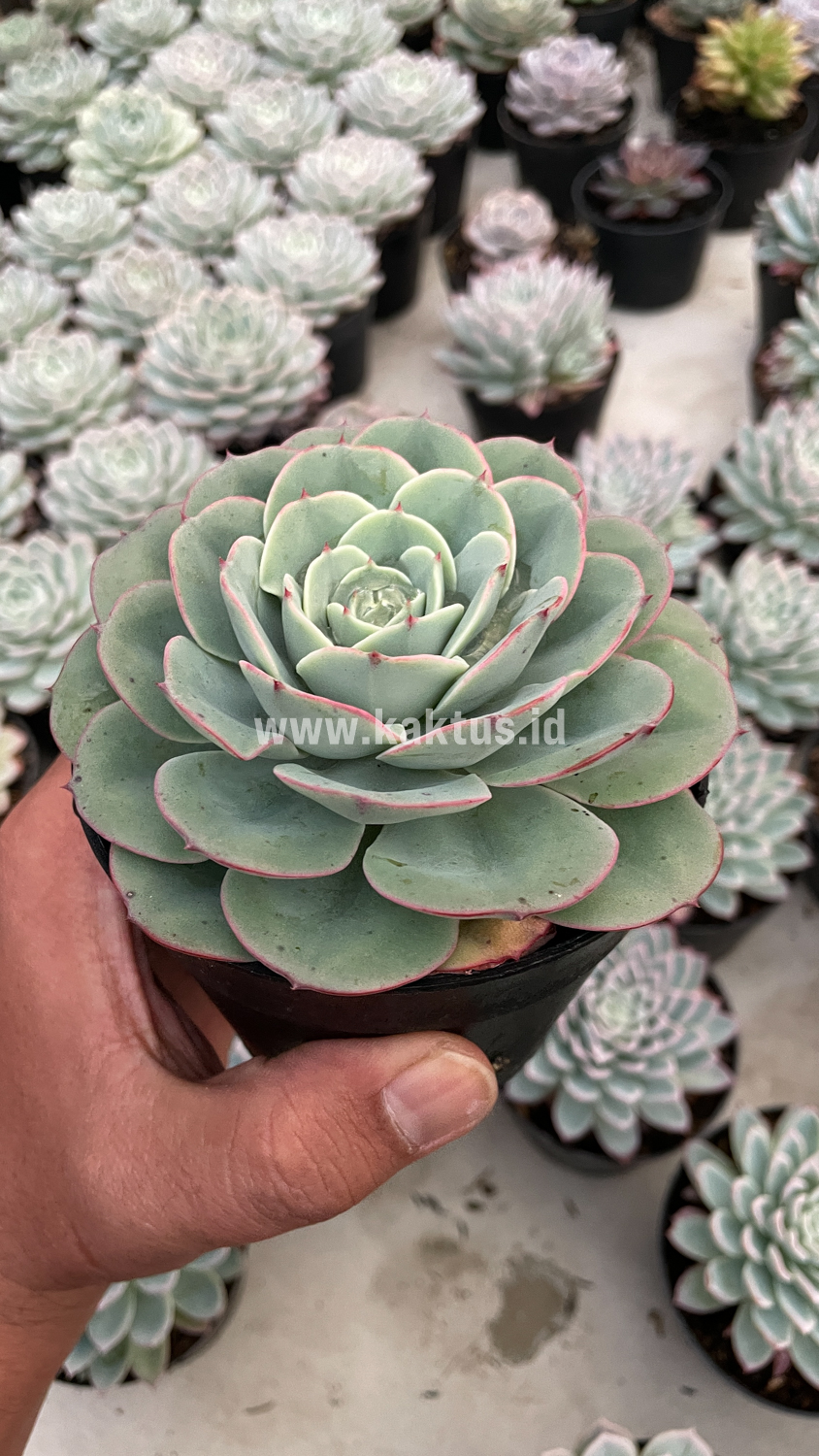 900. Echeveria Imbricata - Image 10